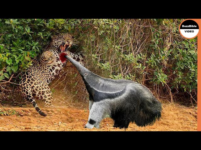 Giant Anteater Face Off The Jaguar