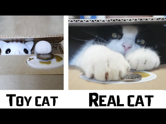 Toy Cat VS Real Cat. Which of them is better at saving money?