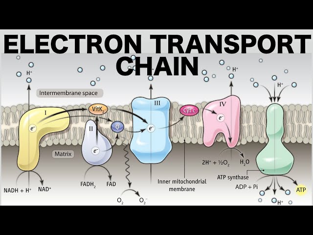Electron Transport Chain (Oxidative Phosphorylation)