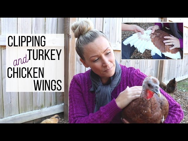 Clipping Chicken & Turkey Wings || Blood Feathers-Don't cut them TOO short!