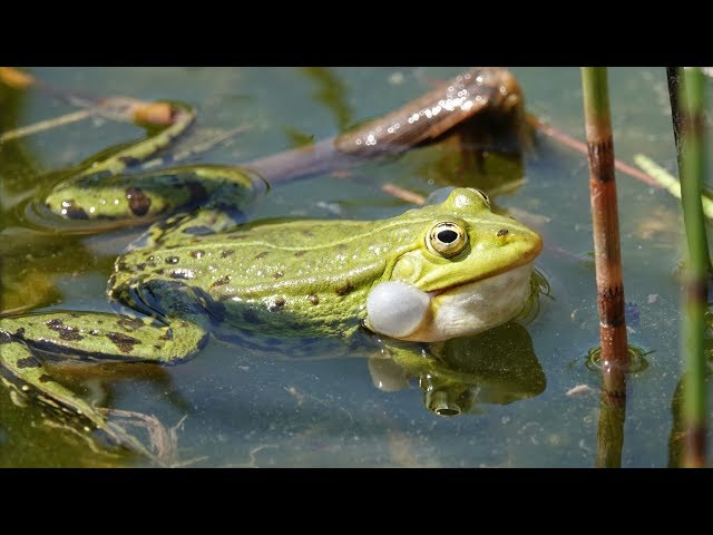 Nature for beginners: Edible frog