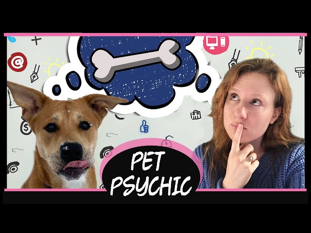 Animal Psychic - Psychic Medium Speaks with River the Dog | What Do Dogs Think About?