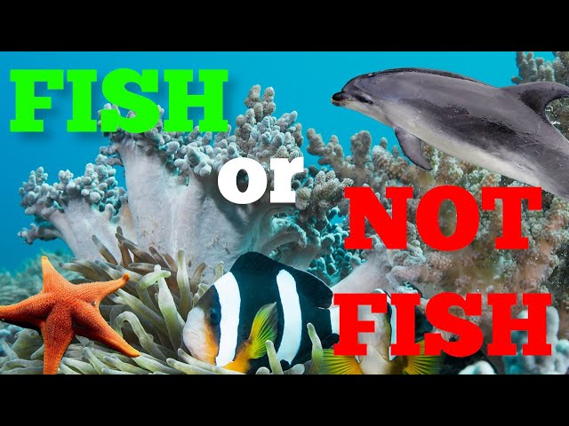 Fish or Not Fish: Is That Aquatic Animal a Fish? - FreeSchool