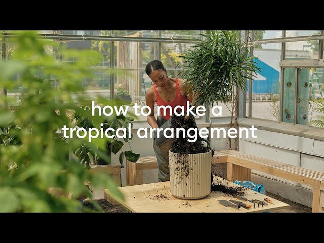 DIY Container Gardening – Tropical Arrangement