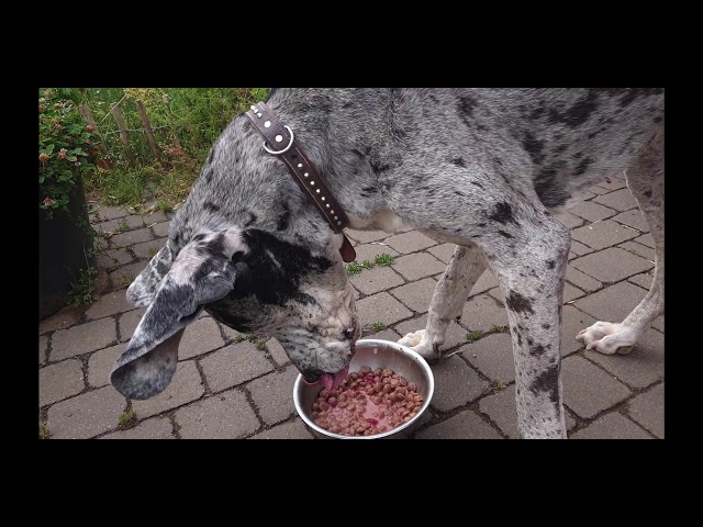 Unsere Dogge ( Krebs Endstadium ) hier beim veganem Hundefutter essen