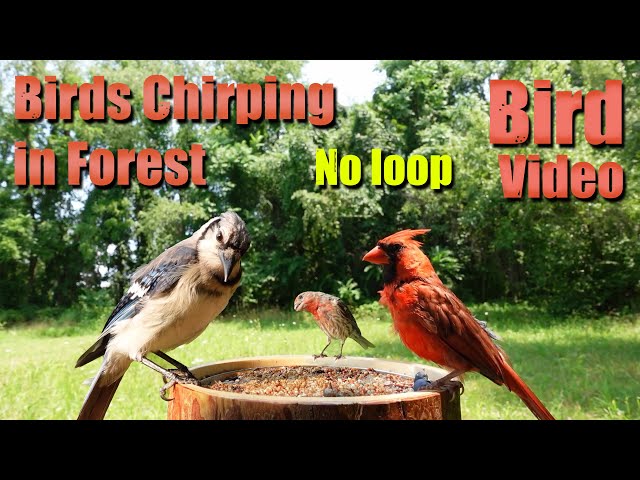 4 HRS Ambience Bird Singing in Forest, No loop, Bird Video for Nature Lover, Cat TV, AW 005-2
