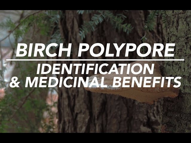 Birch Polypore — Mushroom Identification & Medicinal Benefits with Adam Haritan