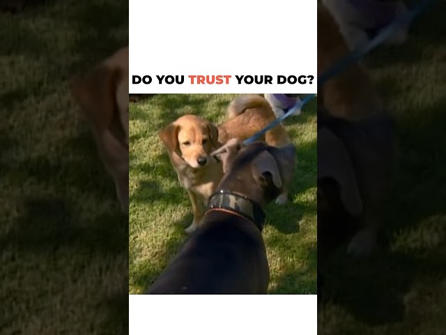 Do you trust your dog? If we panic we will only cause our dog to react in ways we do not want.