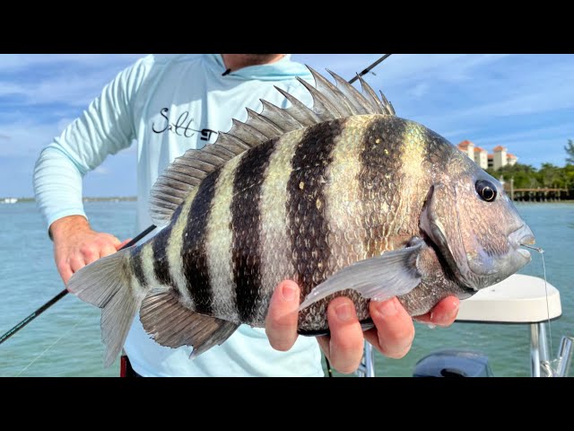 Fishing TEXAS RIGGED SHRIMP Around Docks (LIVE Fishing Trip)