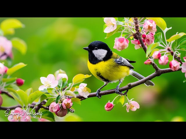 Birds of Spring - Beautiful Bird Sences & Soothing Music for Relaxation, Sleep, Study & Work #6