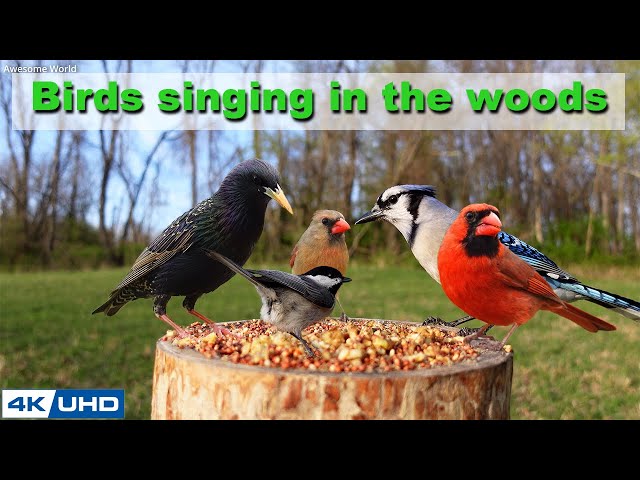 4 HOURS of Birds Singing in the Woods, 4K Cat TV, Bird Video, Relaxing Sound ASMR, Awesome World 028