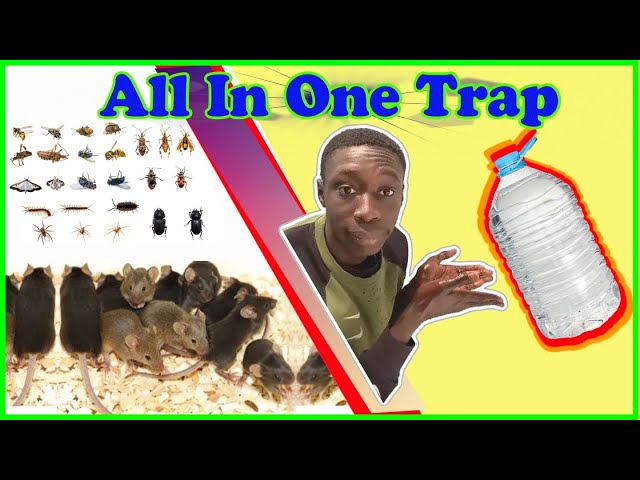 DiY All In One Trap | Mouse Trap | Insect Trap | Homemade