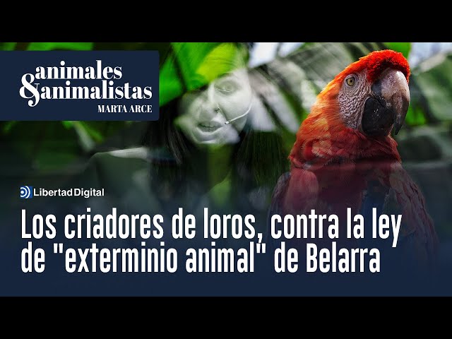Los criadores de loros denuncian la ley de "exterminio animal" de Belarra