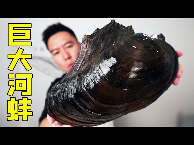 The mussels become fine?! Can a giant clam weighing more than 6kg bite?