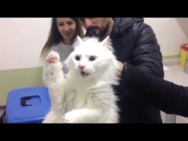 Angry Turkish Van Cat deactivated by vet