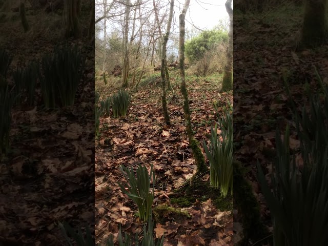 Nature in a Permaculture Garden 1 - Spring Daffodils in Decaying Leaf Litter of the Oak Tree Coppice