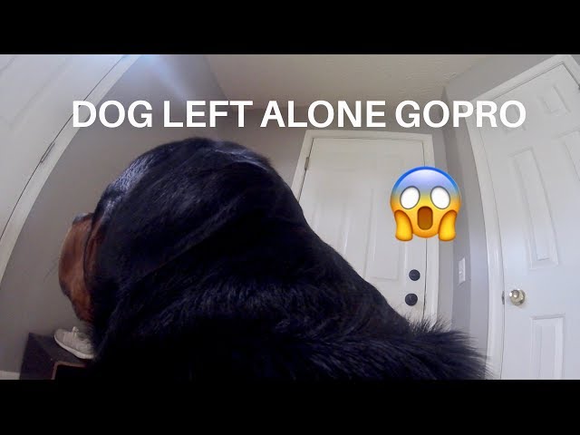 Rottweiler left Home alone with GoPro |11