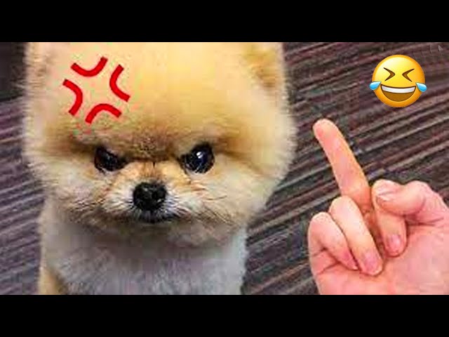 Dogs Really Hate Middle Finger #2 - Funny Pets Reaction | Aww Pets