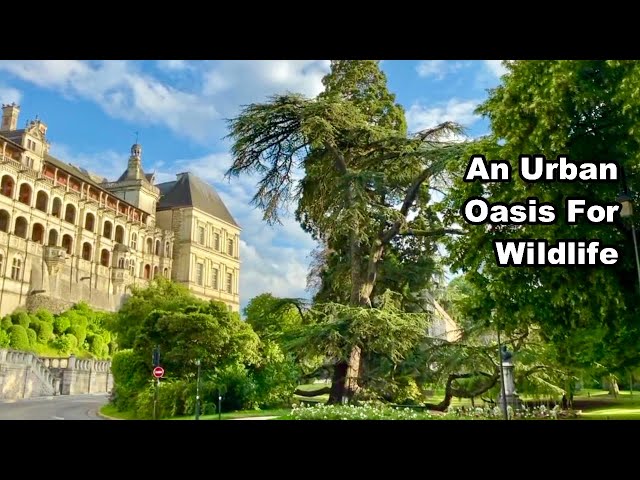 A Journey Through France - Part 6 - A VERY Wildlife Friendly Town . . .