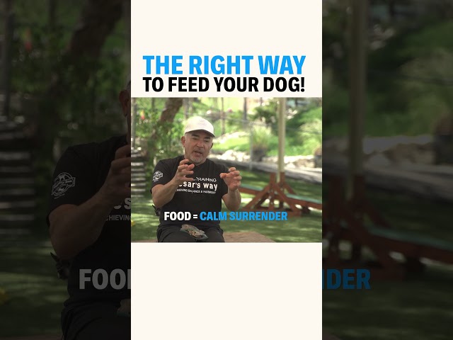 The Right Way To Feed Your Dog! #cesarmillan #dogtraining