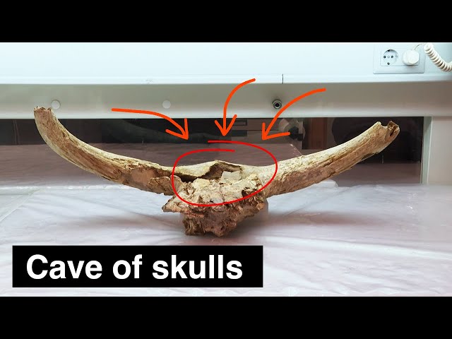 Neanderthals put 35 skulls in this cave…. why?