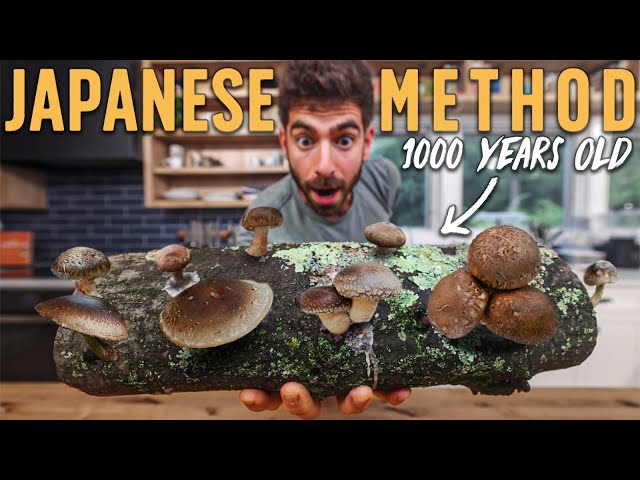 How I'm Growing my own Shiitake Mushrooms