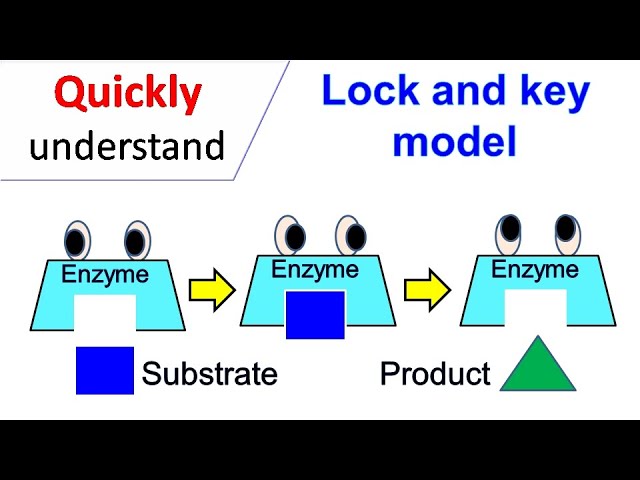Lock and Key model