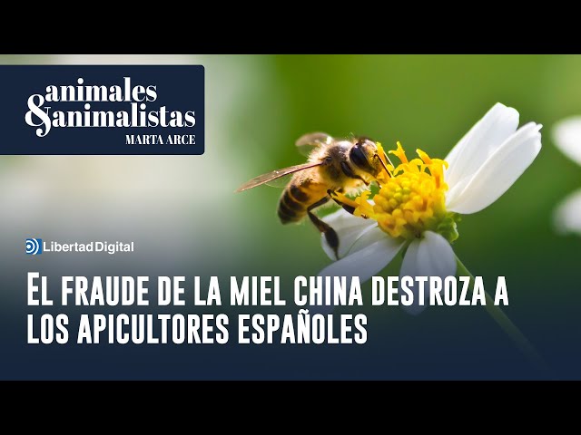 El fraude de la miel china destroza a los apicultores españoles