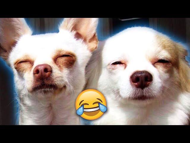 You Won't Believe What These Pets Are Saying!