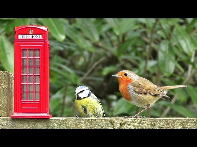 Bird Sounds and Song - Birds at The Forest Phone Box