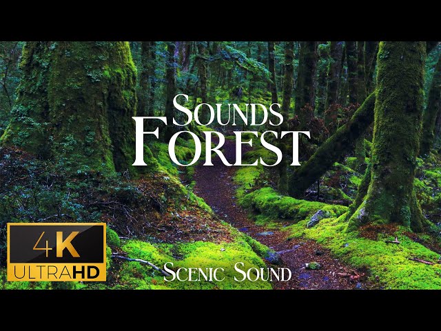 Forest Sounds -  4K Relaxing Ambiences by Nature ASMR  - Scenic Sound