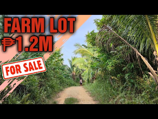 #74 farm lot for sale in Calauag Quezon province