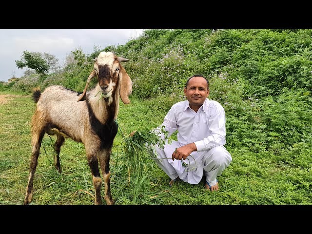FULL GOAT RECIPE | 18 KG Full Goat Gravy Recipe by Mubashir Saddique | Village Food Secrets