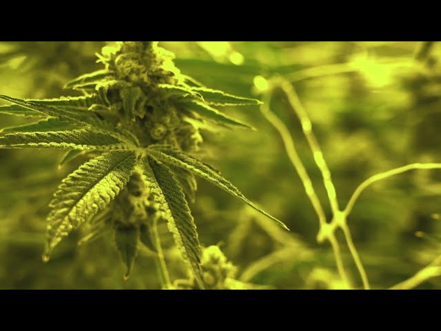 Potential stakeholders express opinions on first batch of proposed rules on medical marijuana in KY