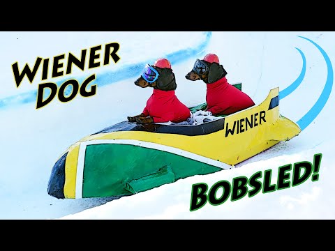Ep 7. Wiener Dog BOBSLED - Funny Dogs in a Bobsled!
