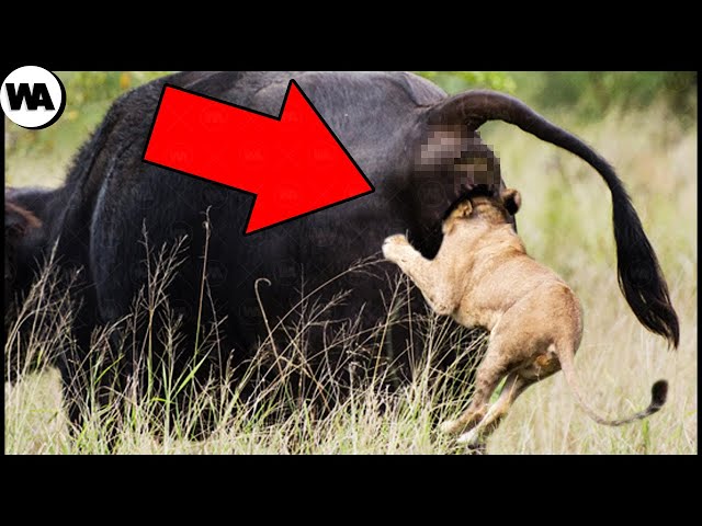 Embarrassingly Dumb Ways Animals Died While Hunting
