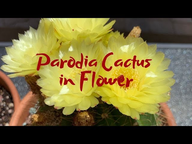 Parodia Cactus in Flower (Cactus Flower)