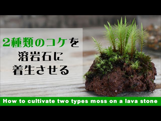 How to cultivate two types moss on a lava stone / How to make a mossy stone in Terrarium#10