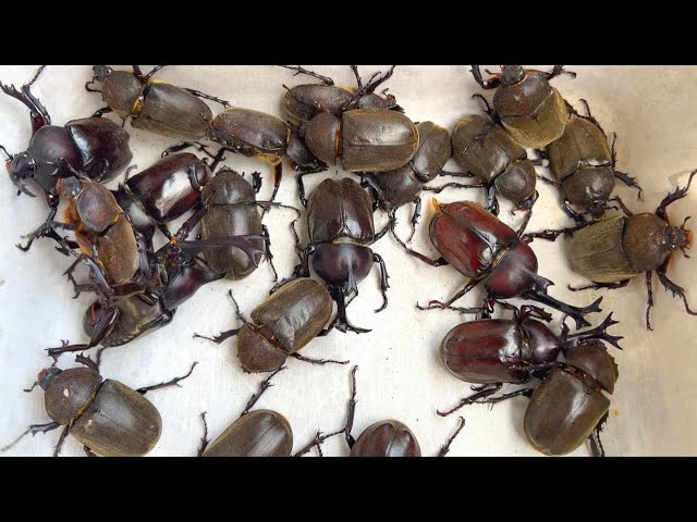 Beetle Festa 2022 A large number of Japanese rhinoceros beetles [Beetle and stag beetle]