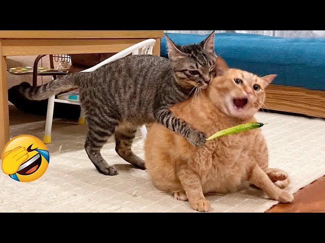 New Funny Videos 2024 😍 Cutest Cats and Dogs 🐱🐶 Part 77