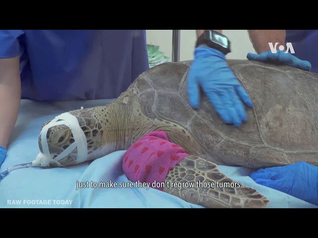 Sea Turtle Hospital in Florida has been saving threatened turtles for over 30 years