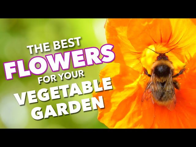 The Best Flowers To Boost Vegetable Gardens 🌺🐝