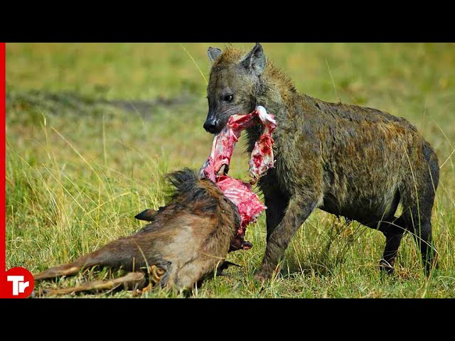 10 Moments When Hyenas Brutally Attack Babies