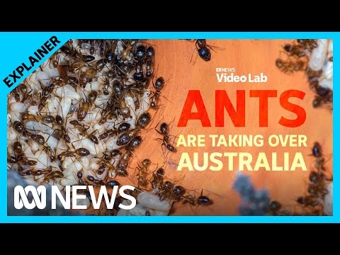 Australia has a crazy ant problem | ABC News