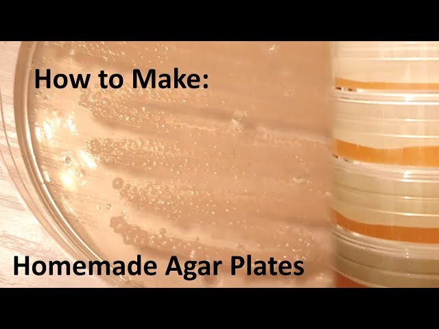 How to make: Homemade agar plates