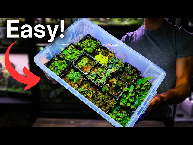How To Propagate Terrarium Plants! Easy Beginner Method