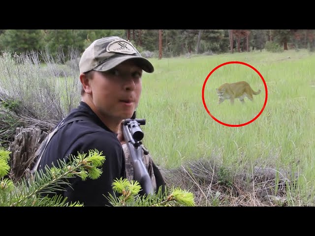 6 Mountain Lion Encounters That Will Horrify You (Part 2)