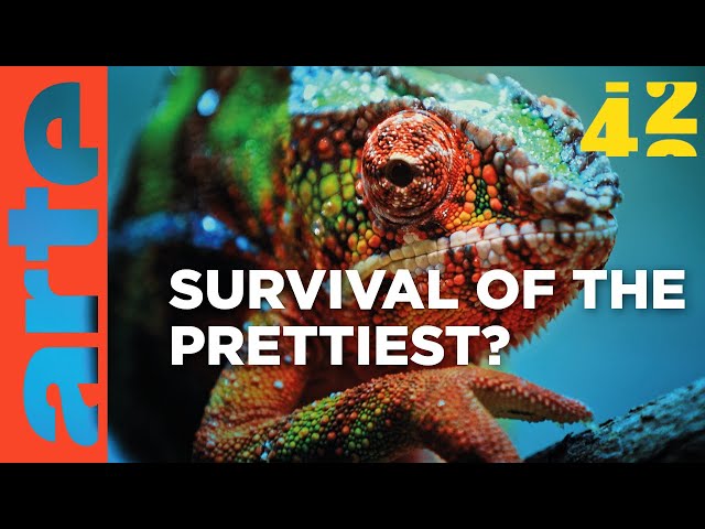 Können Tiere Schönheit empfinden? | 42 - Die Antwort auf fast alles | ARTE