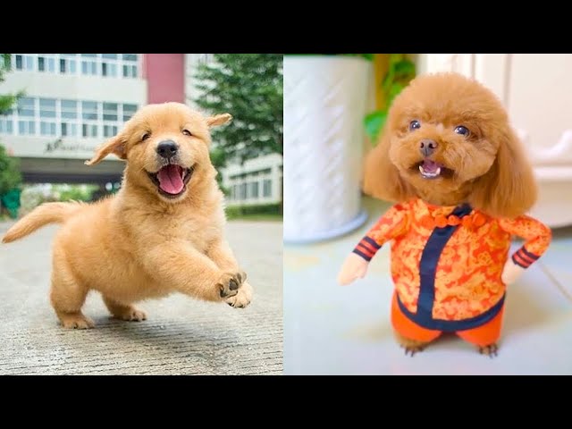 Baby Dogs - Cute and Funny Dog Videos Compilation #16 | Aww Animals