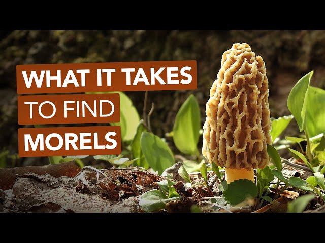 What It Takes To Find Morel Mushrooms